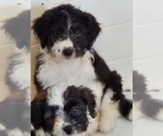 Small Photo #18 Aussiedoodle Miniature  Puppy For Sale in STAFFORD, VA, USA
