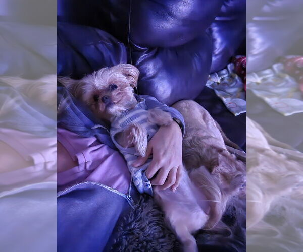 Medium Photo #2 Pug-Shih Tzu Mix Puppy For Sale in Springdale, PA, USA