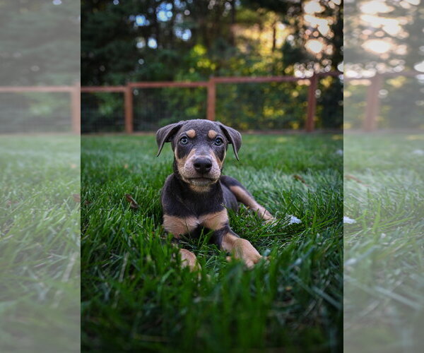 Medium Photo #2 Doberman Pinscher-Unknown Mix Puppy For Sale in Minneaoplis, MN, USA