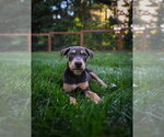 Small #1 Doberman Pinscher Mix