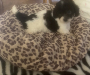 Maltipoo-Poodle (Toy) Mix Puppy for sale in VENETA, OR, USA