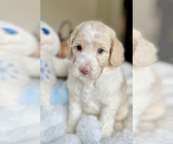 Medium Photo #1 Labradoodle Puppy For Sale in BOERNE, TX, USA