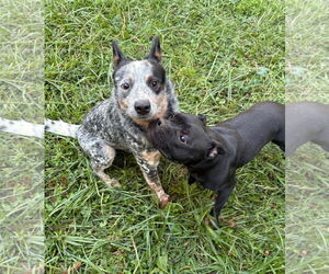 Mutt Dogs for adoption in Garden City, NY, USA