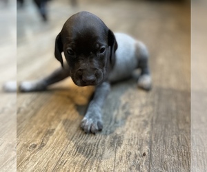 German Shorthaired Pointer Puppy for sale in SEGUIN, TX, USA