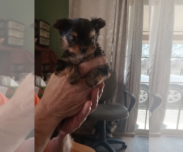 Medium Photo #3 Yorkshire Terrier Puppy For Sale in JAMAICA, IA, USA