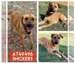 Small #1 Labrador Retriever Mix