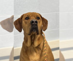 American Bulldog-Labrador Retriever Mix Dogs for adoption in Westminster, MD, USA