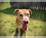 Small #1 Labrador Retriever Mix