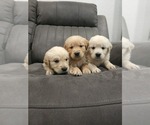 Small #5 Golden Retriever