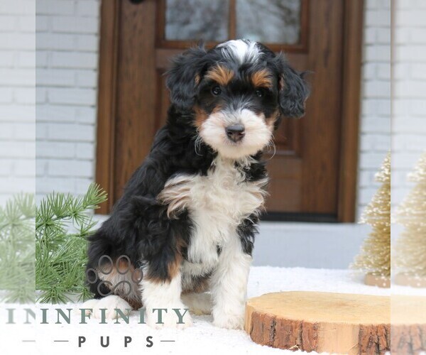 Medium Photo #4 Bernedoodle (Miniature) Puppy For Sale in NARVON, PA, USA