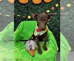 MARV - Male Labrador Retriever-Unknown Mix Dog for Adoption - Small photo