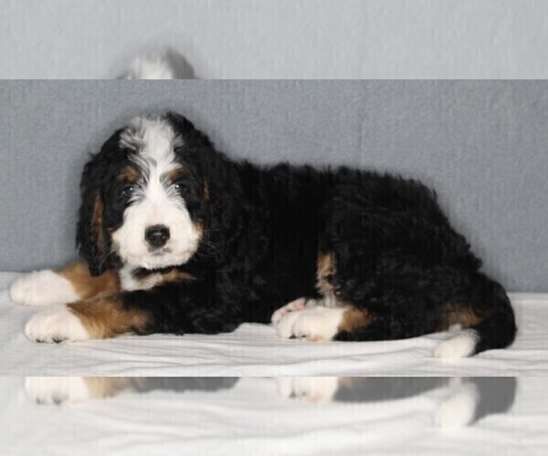 Medium Photo #2 Bernedoodle Puppy For Sale in FREDERICKSBURG, OH, USA