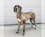 Small Photo #1 Great Dane Puppy For Sale in WAKARUSA, IN, USA