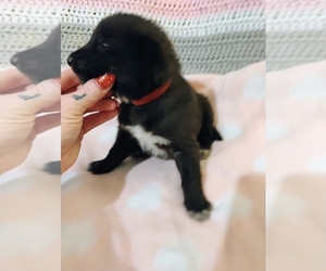 Wolf Hybrid Puppy for sale in NEWPORT, TN, USA