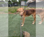Small Photo #20 Golden Labrador Puppy For Sale in garner, NC, USA