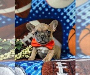 French Bulldog Puppy for sale in QUARRYVILLE, PA, USA