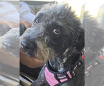 Small #2 Australian Shepherd Mix