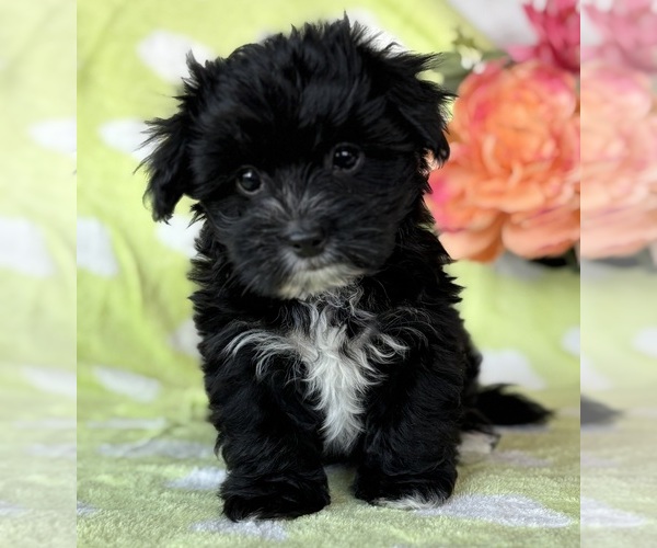 Medium Photo #6 Morkie Puppy For Sale in ROCK STREAM, NY, USA