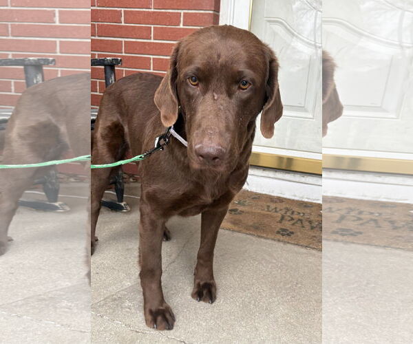 Medium Photo #1 - Mix Puppy For Sale in Omaha, NE, USA