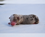 Small #2 Miniature Australian Shepherd