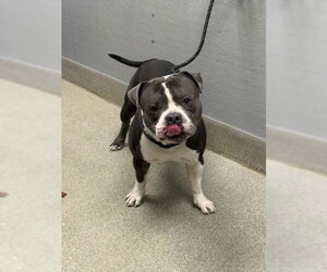 American Bulldog-Unknown Mix Dogs for adoption in Las Vegas, NV, USA