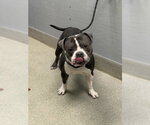 NOAH - Male American Bulldog-Unknown Mix Dog for Adoption - Small photo