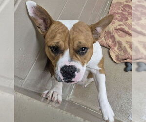 American Pit Bull Terrier Dogs for adoption in Decatur, IL, USA