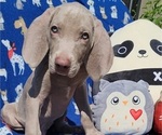 Small Photo #9 Weimaraner Puppy For Sale in NEWCASTLE, OK, USA