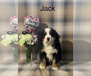 Bernese Mountain Dog Puppy for sale in FREDERICKSBG, OH, USA