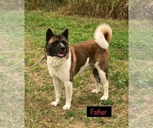 Father of the Akita puppies born on 11/09/2020