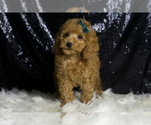 Medium Photo #4 Poodle (Toy) Puppy For Sale in WARSAW, IN, USA