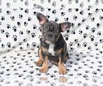 Small Photo #3 French Bulldog Puppy For Sale in MCDONOUGH, GA, USA