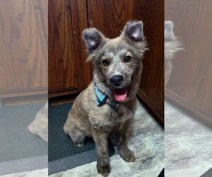 Australian Shepherd-Huskies  Mix Dogs for adoption in Columbus, IN, USA