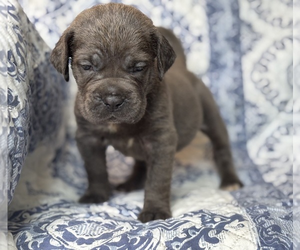 Medium Photo #2 Cane Corso Puppy For Sale in NEWTON, NJ, USA