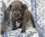 Small #1 Cane Corso