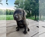 Small #4 Labrador Retriever