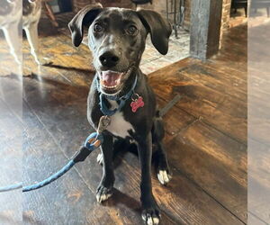 Labrador Retriever-Unknown Mix Dogs for adoption in Boston, MA, USA