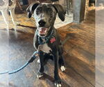 Small Labrador Retriever Mix