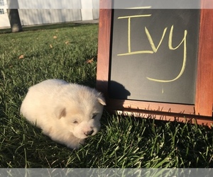 Shiba Inu Puppy for sale in SULLIVAN, IL, USA