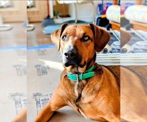 Mutt Dogs for adoption in Rocky Point, NC, USA