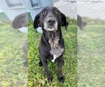 Small #2 Labrador Retriever
