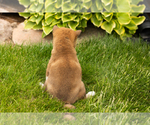 Small Photo #20 Shiba Inu Puppy For Sale in MILLERSBURG, IN, USA