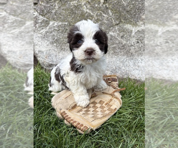 Medium Photo #3 Havanese Puppy For Sale in MIDDLEBURY, IN, USA