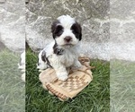 Small #2 Havanese