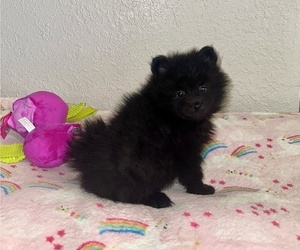 Pomeranian Puppy for sale in WEBSTER, FL, USA