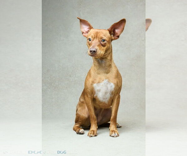 Medium Photo #5 Chihuahua-Unknown Mix Puppy For Sale in Tampa, FL, USA