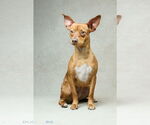 Small #4 Chihuahua Mix
