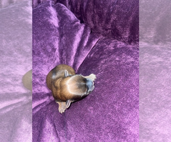 Medium Photo #3 Yorkshire Terrier Puppy For Sale in SAN ANTONIO, TX, USA