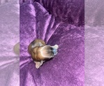 Small #2 Yorkshire Terrier