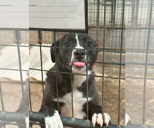 Border Collie-Unknown Mix Dogs for adoption in Jackson, MS, USA